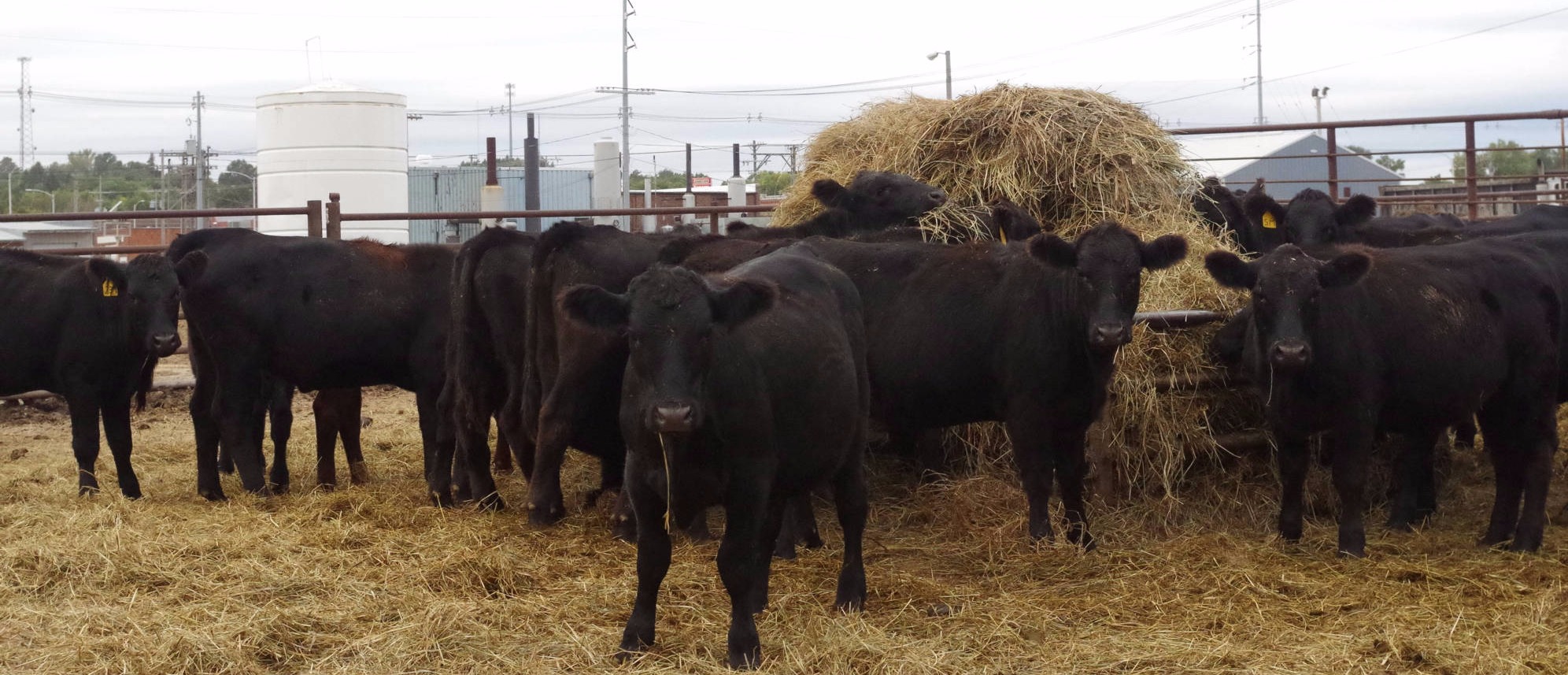 Broken Bow Livestock